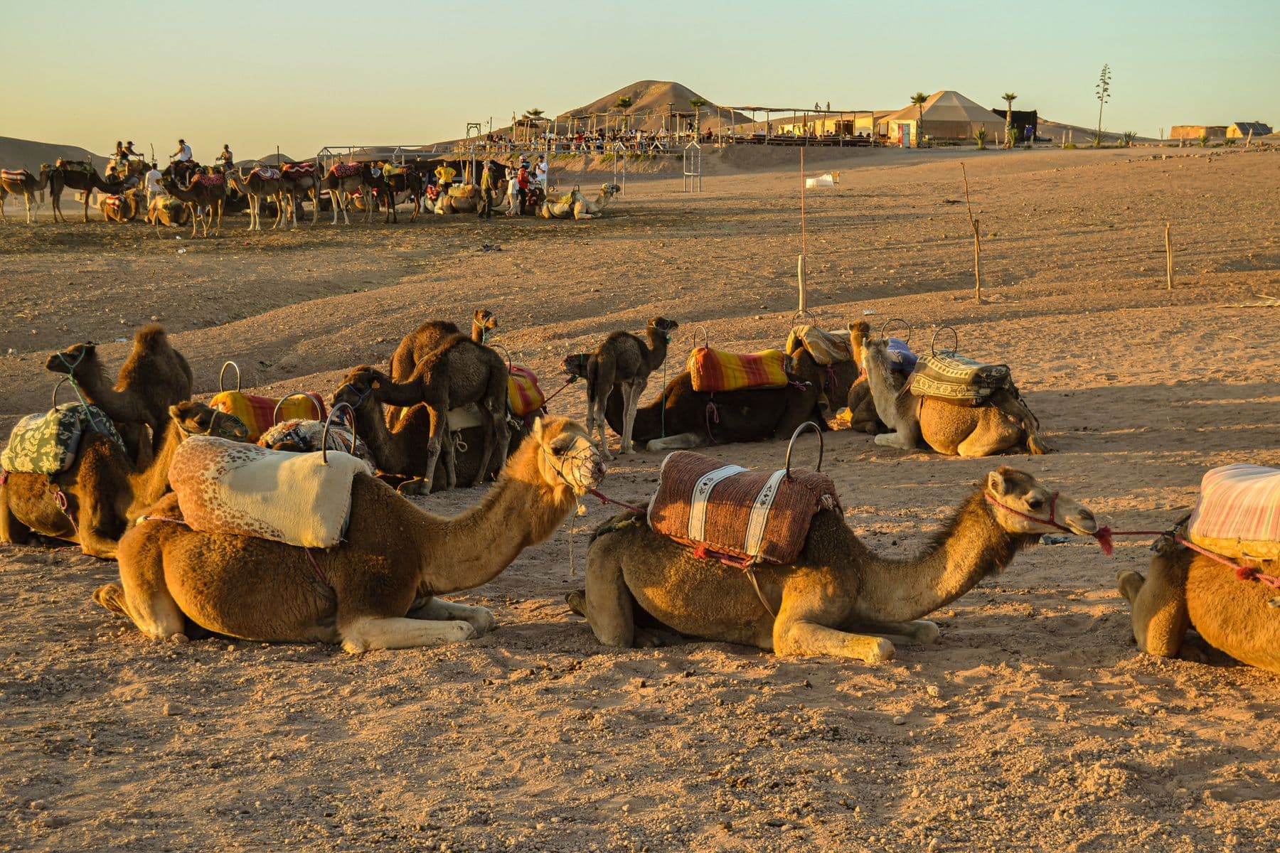 Saddled camels resting in the rocky Agafay Desert